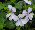 Purple White Geraniums Flower Seeds for Planting | Heirloom Non-GMO Premium Garden Seeds