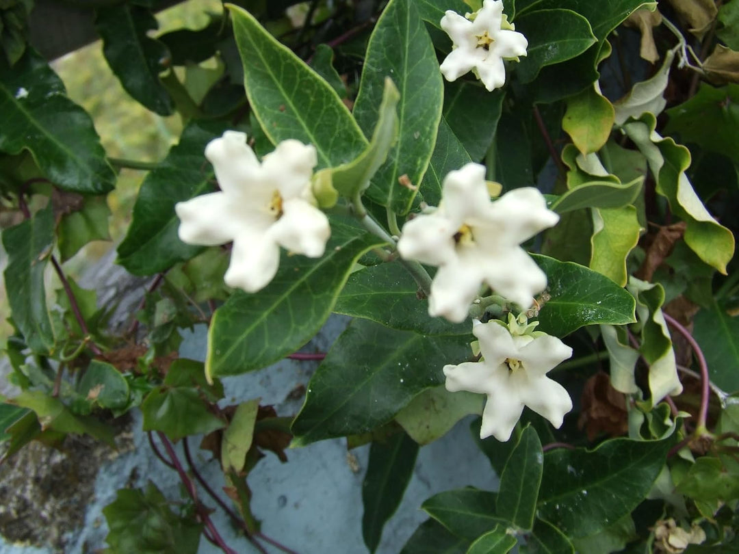 Flower Seeds, Seeds,Seeds For Planting,Plant Seeds