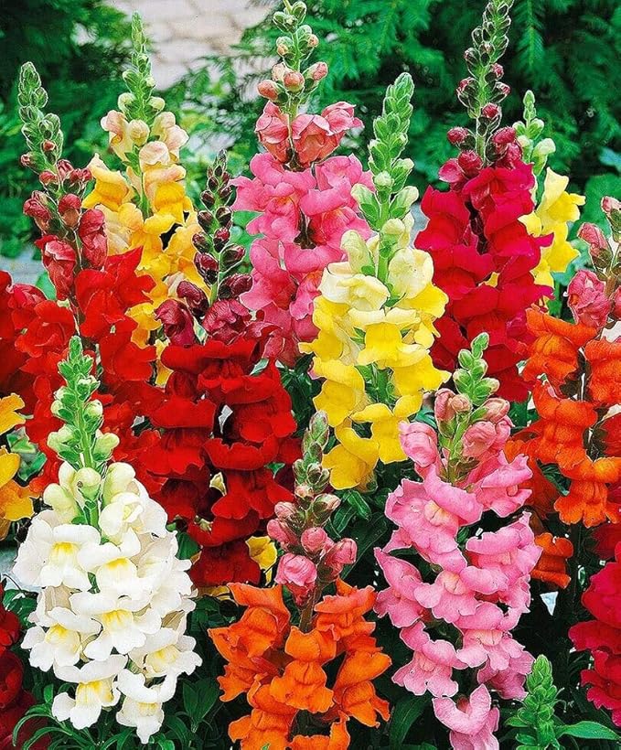 Flower Seeds, Seeds,Seeds For Planting,Plant Seeds