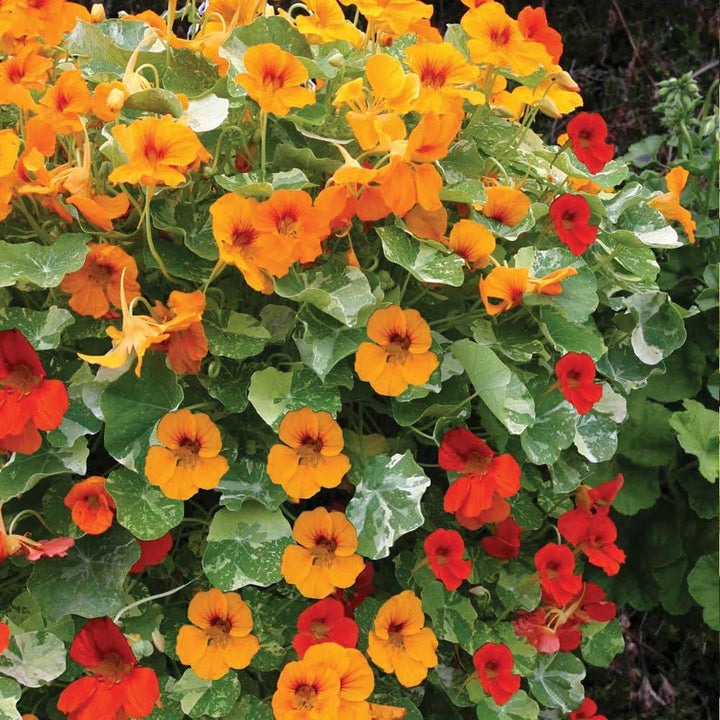 Multi Nasturtium Flower Seeds for Planting – Heirloom, Non-GMO, Shade Tolerant, High Germination