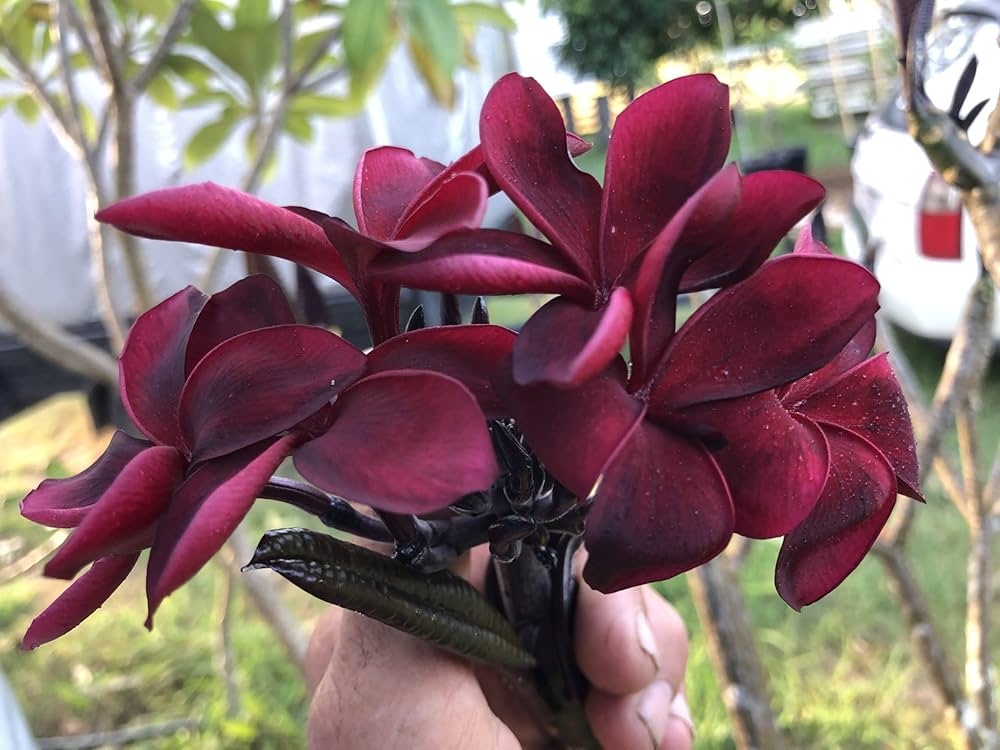 Maroon Jovibarba Flower seeds for Planting - Compact Growth, Heirloom & GMO Free Seeds for Home Garden