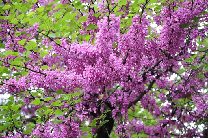 Flower Seeds, Seeds,Seeds For Planting,Plant Seeds