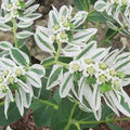 White Green Euphorbia Marginata Flower Seeds for Planting – Heirloom, Non-GMO, High Germination Organic Garden Seeds