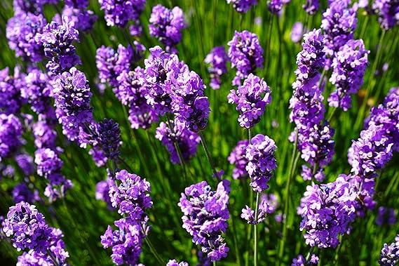 Lavender Fragrant Flower Seeds for Planting – Heirloom, Non-GMO, High Germination Organic Garden Seeds