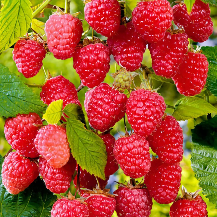 Lampone Rubus Idaeus berry seeds for planting - Heirloom & Non-GMO Garden seeds, vibrant berries for home harvests