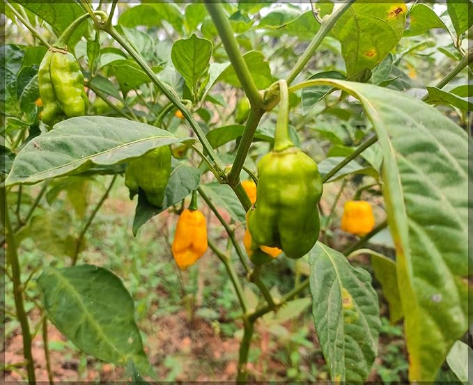 Yellow Ghost Pepper Seeds for Planting – Heirloom Non-GMO Spicy Chili Vegetable Seeds with High Germination