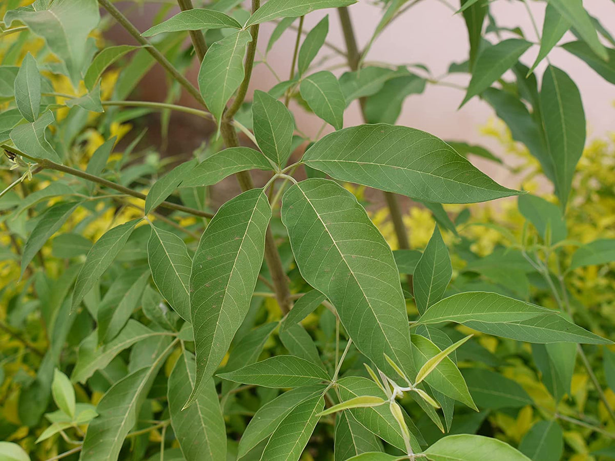 Brown Nirgundi Herb Seeds – Heirloom, Non-GMO Seeds for Garden Planting with Rich Aroma