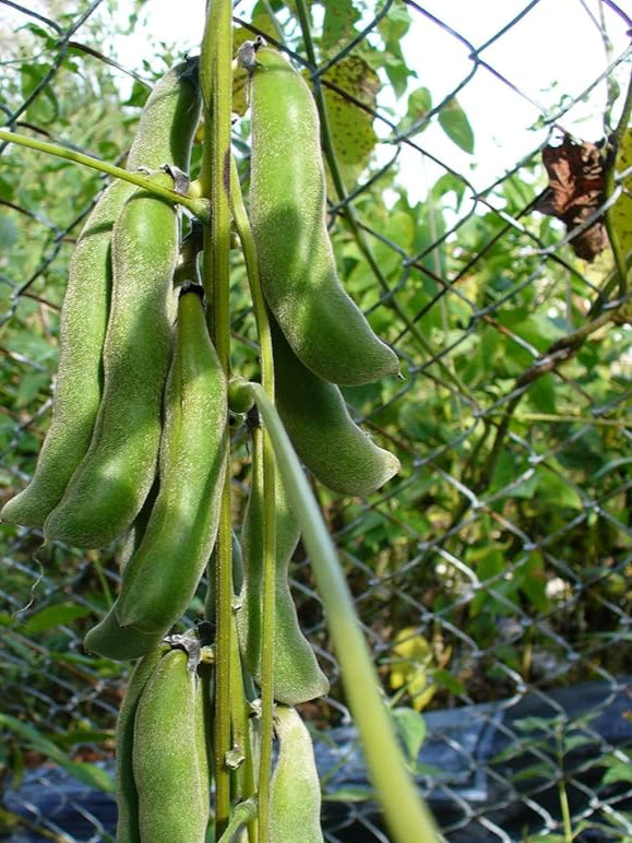 Kaunch Seeds for Planting – Heirloom Non-GMO Medicinal Climbing Vegetable Seeds with High Germination