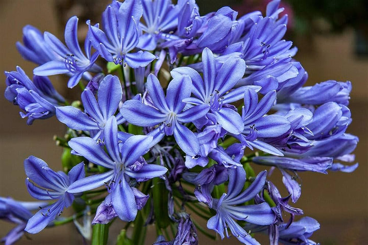 Blue Nile Agapanthus Flower Seeds for Planting – Heirloom, Non-GMO Wildflower Mix, High Germination