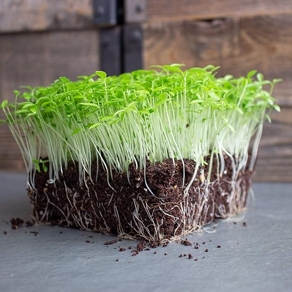 Parsley Italian Flat Leaf Seeds – Heirloom, Non-GMO, High Yield Culinary Herb