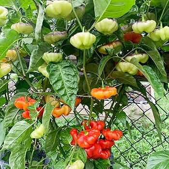 Aji Dulce Red Pepper Seeds for Planting – Heirloom & Non-GMO Vegetable Seeds for Mild, Aromatic Harvests
