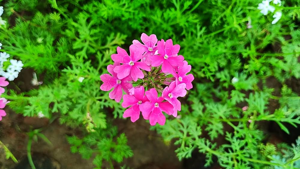 Pink Verbena Flower Seeds for Planting – Premium Heirloom, Non-GMO, High Germination Garden Seeds