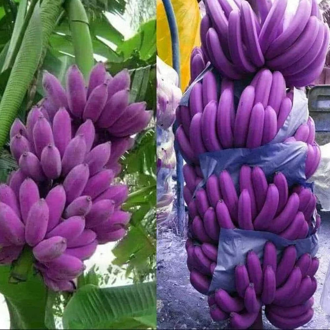 Purple Banana Fruit Seeds – Heirloom, Non-GMO Seeds for Unique Tropical Fruit Tree Planting