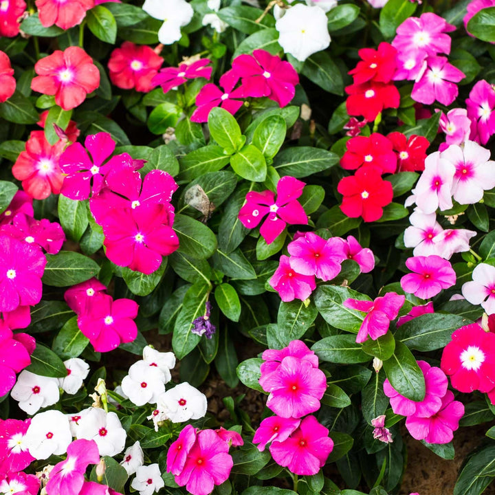 Flower Seeds, Seeds,Seeds For Planting,Plant Seeds
