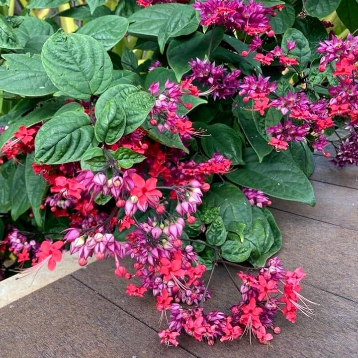 Red Light Pink Double Petals Fuchsia Seeds for Planting – Heirloom, Non-GMO, Garden Favorite, High Germination
