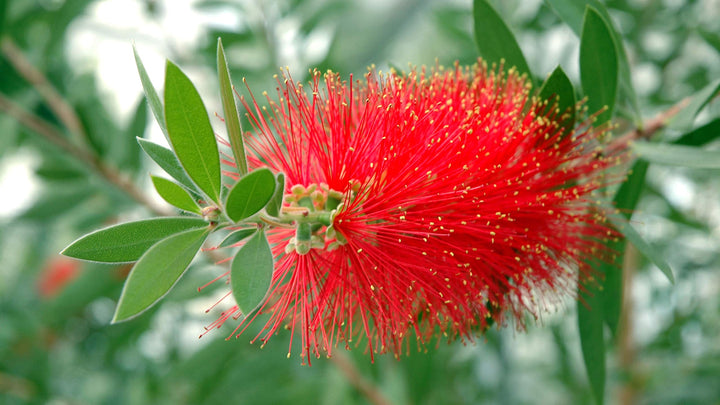 Red Callistemon Plant Seeds – Vibrant Flowering Shrub Seeds for Home G ...