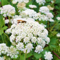 White Anne's Flower Seeds for Planting – Wildflower Mix Heirloom, Non-GMO, High Germination Garden Seeds