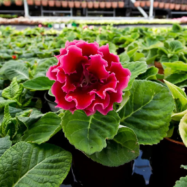 Red Gloxinia Flower Seeds for Planting – Heirloom, Non-GMO, High Germination Organic Garden Seeds