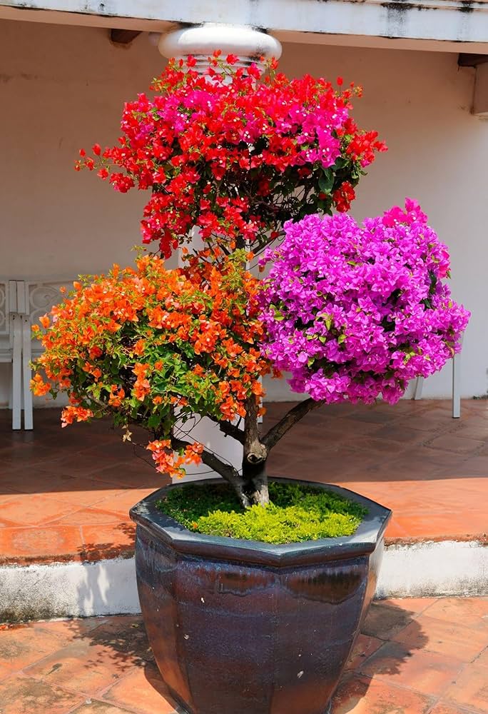 Multi Simsii Bonsai Seeds for Planting – Heirloom, Non-GMO, Low Maintenance, High Germination