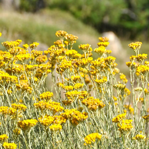 Flower Seeds, Seeds,Seeds For Planting,Plant Seeds