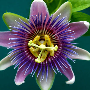 Flower Seeds, Seeds,Seeds For Planting,Plant Seeds