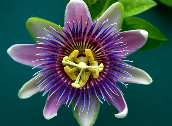 Flower Seeds, Seeds,Seeds For Planting,Plant Seeds