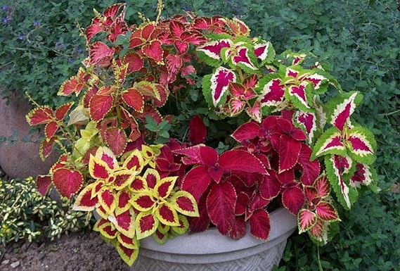 Mixed Coleus  - 100 pcs - Sun Loving, Heirloom & GMO Free Seeds for Home Garden