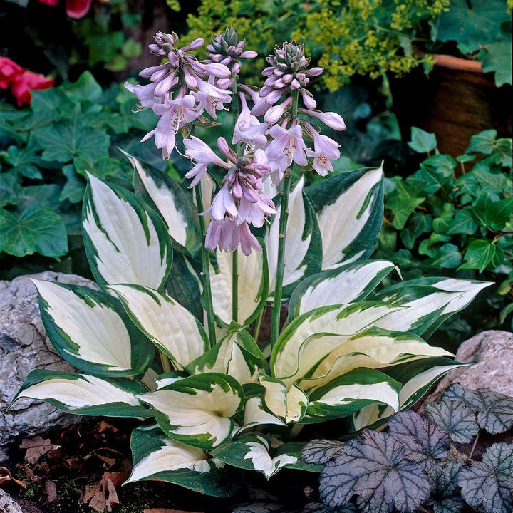 Hosta Flower Seeds for Planting – Heirloom, Non-GMO, High Germination Organic Garden Seeds