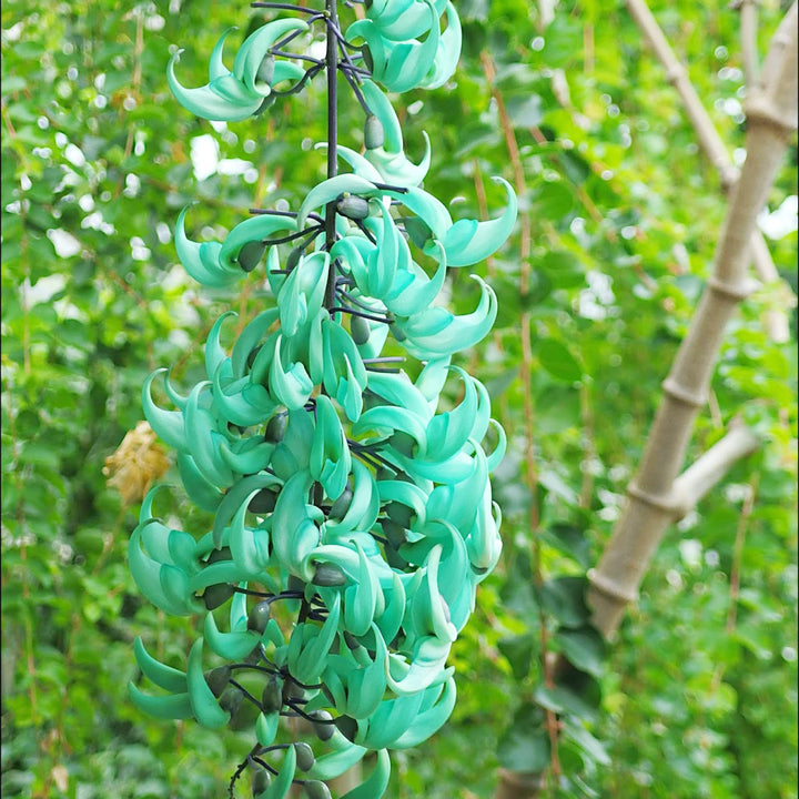 Flower Seeds, Seeds,Seeds For Planting,Plant Seeds
