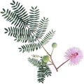 Mimosa Pudica Flower Seeds – Heirloom, Non-GMO, Wildflower Mix