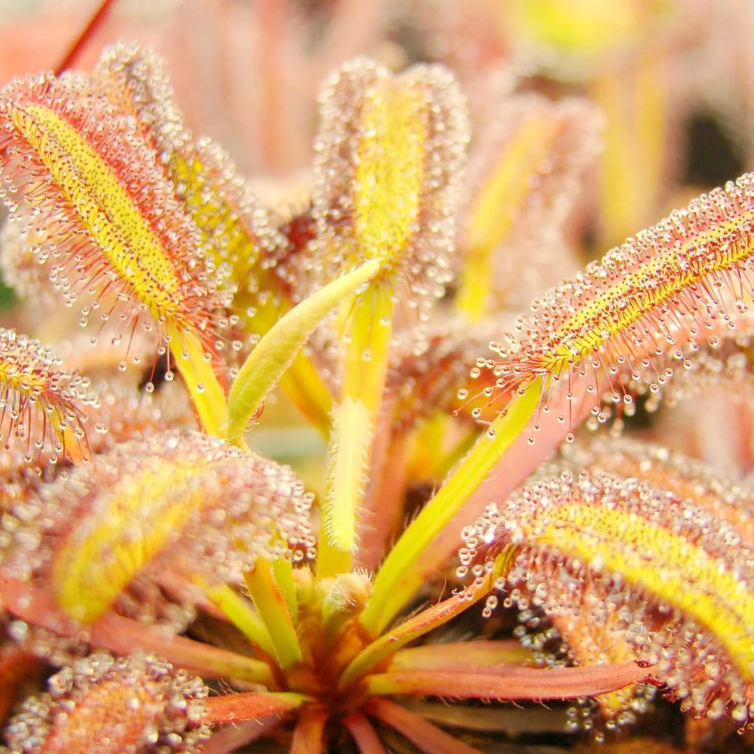 Yellow Sundew Flower Seeds – Sun-Loving, Heirloom & Non-GMO Seeds for Easy Home Garden Planting