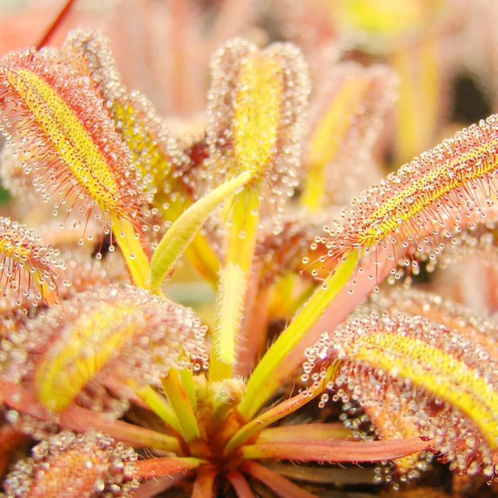 Yellow Sundew Flower Seeds – Sun-Loving, Heirloom & Non-GMO Seeds for Easy Home Garden Planting