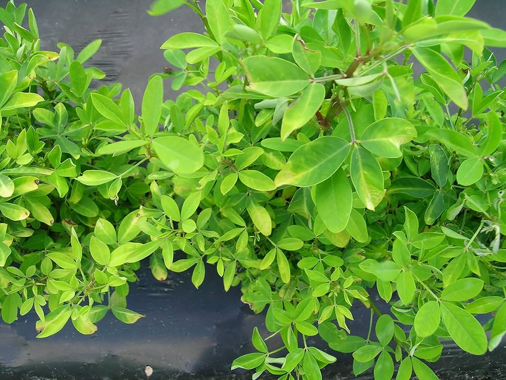 Chipilín Guatemalan Seeds for Planting – Heirloom, Non-GMO, Nutritious Leafy Vegetable – High Germination