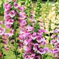Pink Lady's Glove Flower Seeds for Planting – Heirloom, Non-GMO, High Germination Organic Garden Seeds