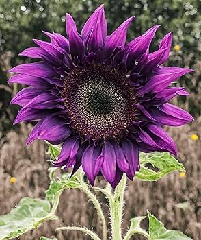 Purple Sunflower Flower Seeds for Planting – Wildflower Mix, Heirloom Non-GMO, High Germination Organic Seeds