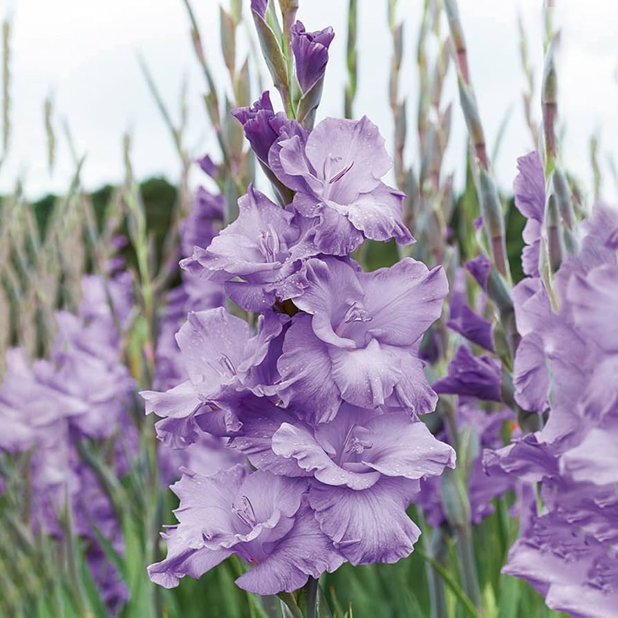 Light Violet Gladiolus Flower Seeds for Planting – Heirloom, Non-GMO High Germination Blooms
