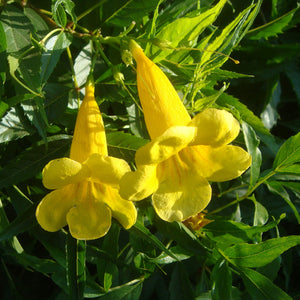 Flower Seeds, Seeds,Seeds For Planting,Plant Seeds