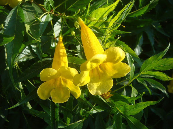 Flower Seeds, Seeds,Seeds For Planting,Plant Seeds