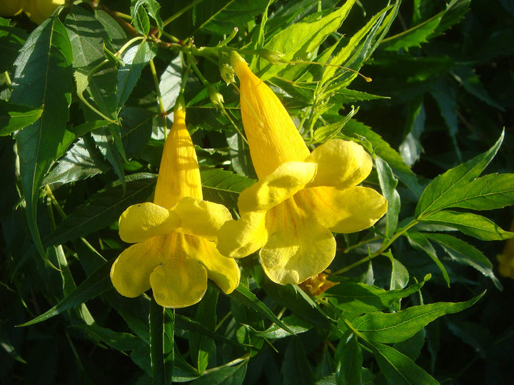 Flower Seeds, Seeds,Seeds For Planting,Plant Seeds
