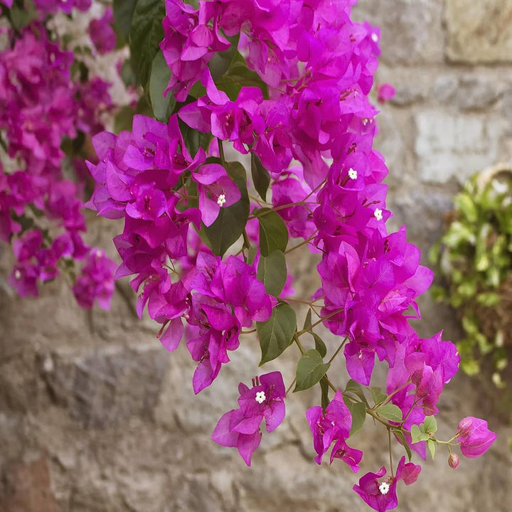 Brick Pink Bougainvillea Flower Seeds for Planting – Long Bloom Season, Heirloom & Non-GMO Seeds for Home Garden