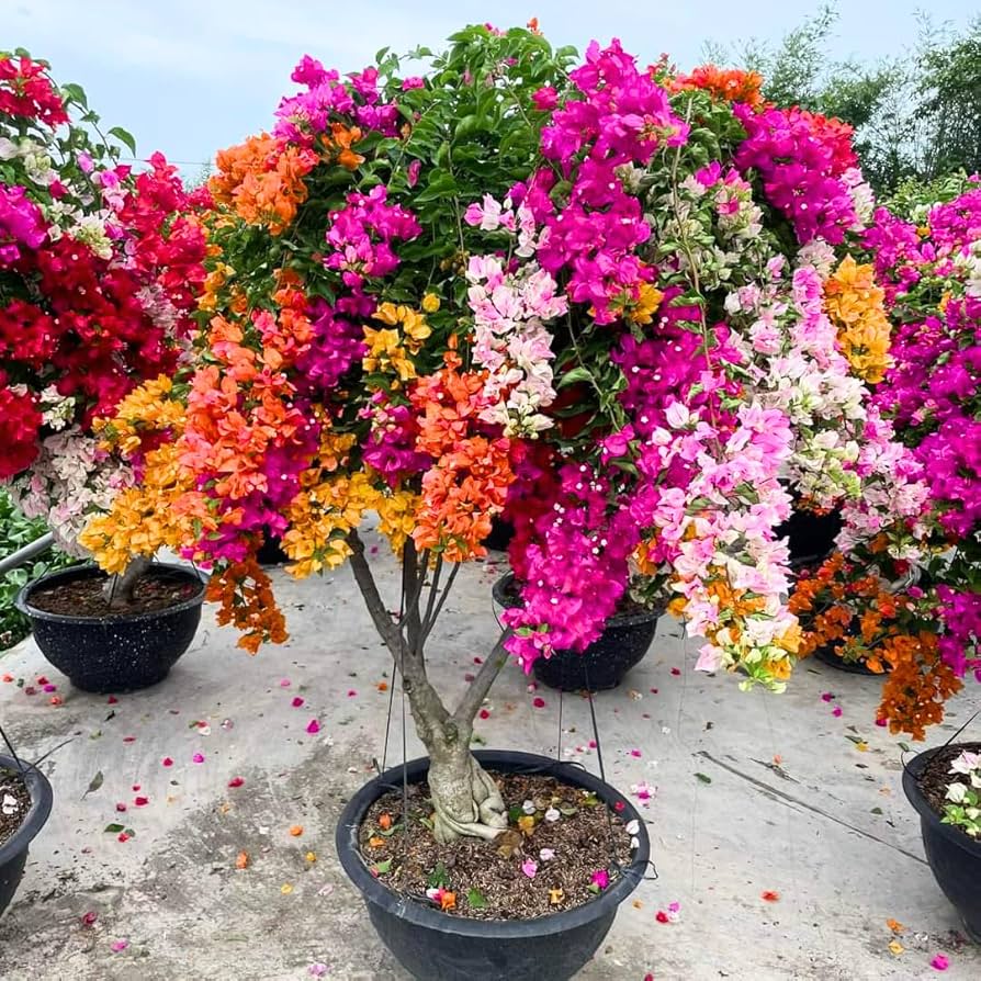 Bougainvillea Flower Seeds for Planting – Heirloom & GMO Free Seeds for Garden