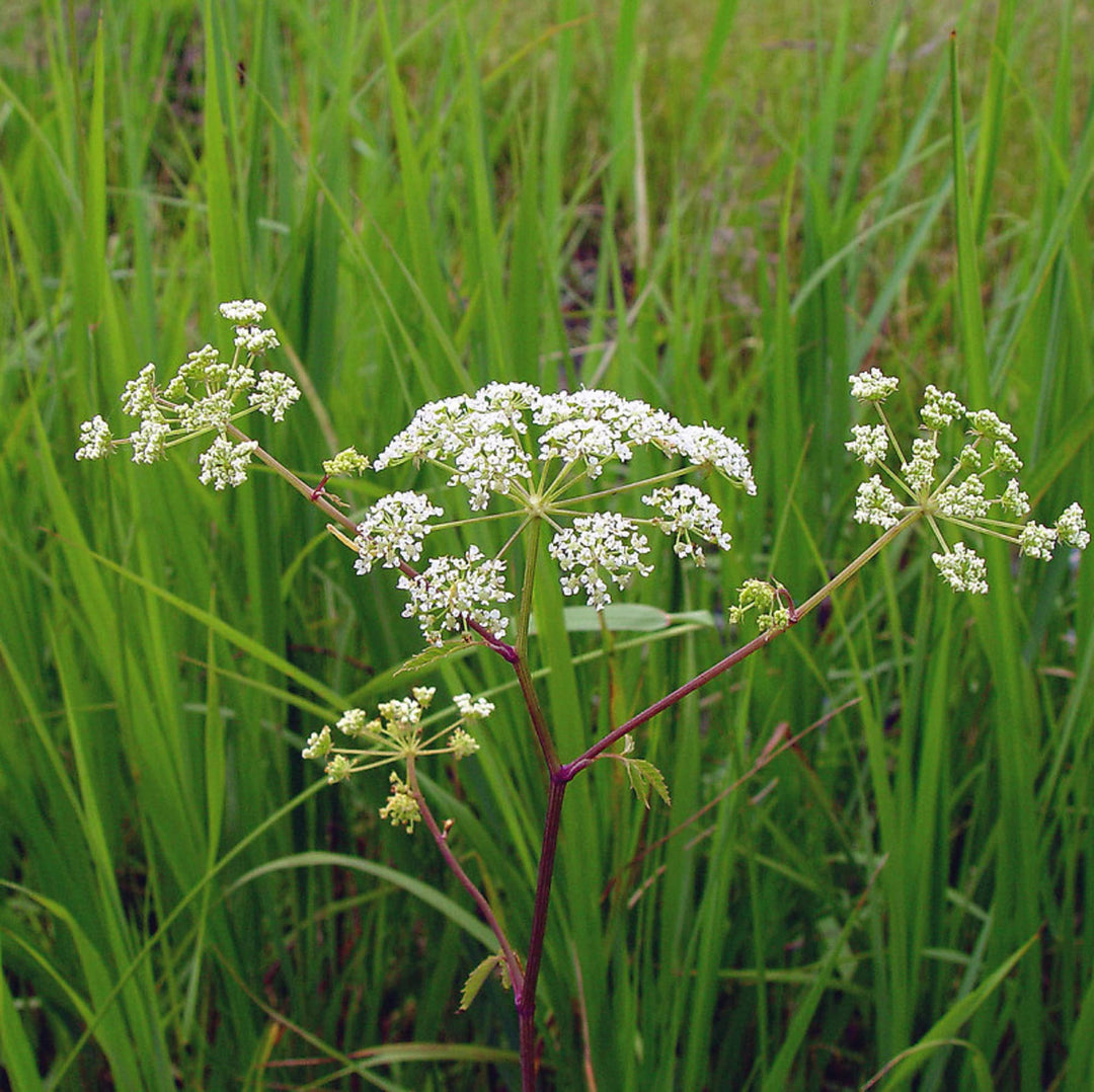 Flower Seeds, Seeds,Seeds For Planting,Plant Seeds