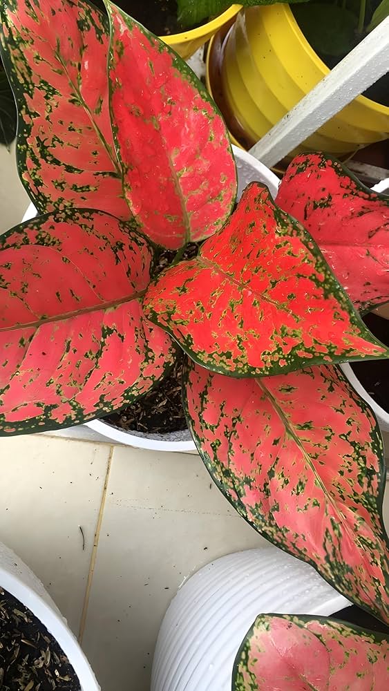 Red Aglaonema Seeds for Planting – Heirloom, Non-GMO, High Germination