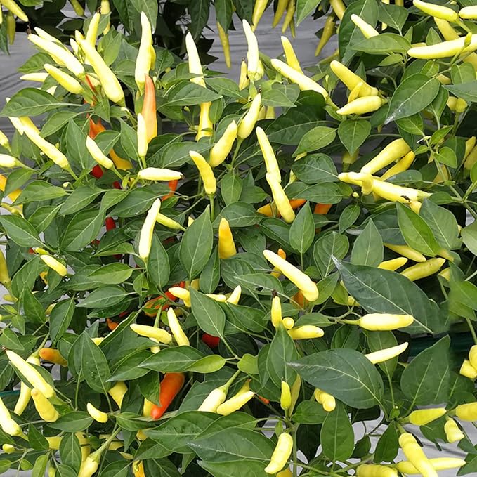 Pepperoncini Seeds for Planting – Heirloom, Non-GMO, Mild Italian Pickling Pepper – High Germination