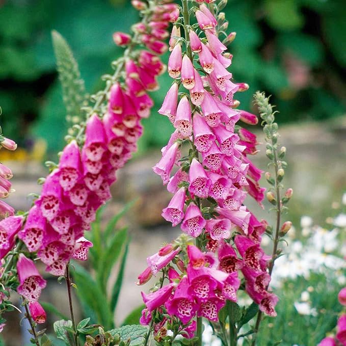 Flower Seeds, Seeds,Seeds For Planting,Plant Seeds