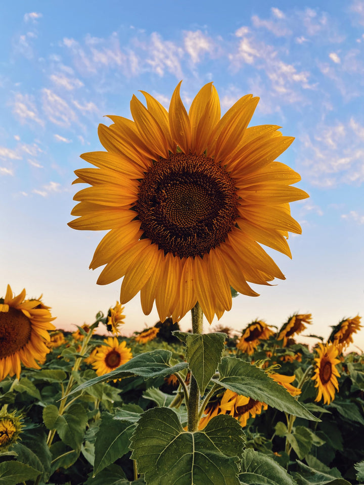 Flower Seeds, Seeds,Seeds For Planting,Plant Seeds