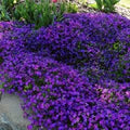 Violet Rock Cress Flower Seeds for Planting – Heirloom, Non-GMO, Organic Garden Seeds