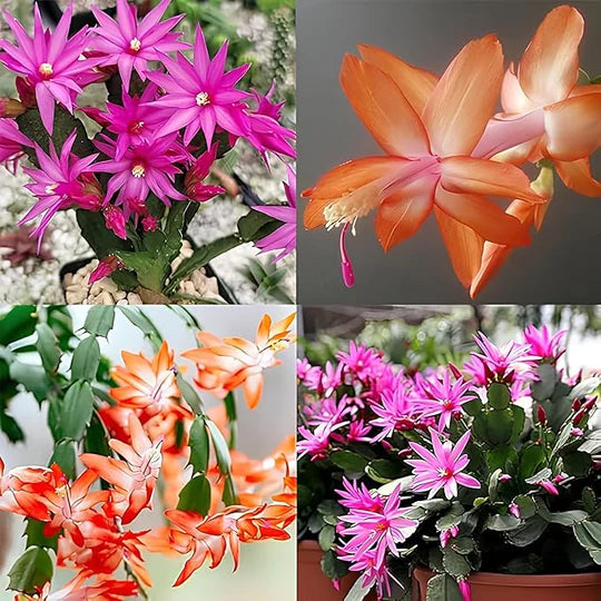 Zygocactus Schlumbergera Flower Seeds for Planting – Heirloom, Non-GMO, High Germination Garden Seeds