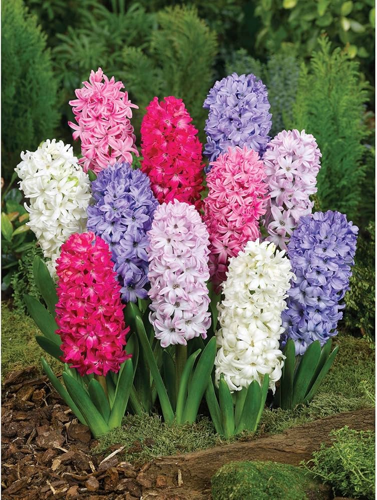Hyacinth Flower Seeds for Planting – Cut Flower Favorite, Heirloom Non-GMO Organic Garden Seeds