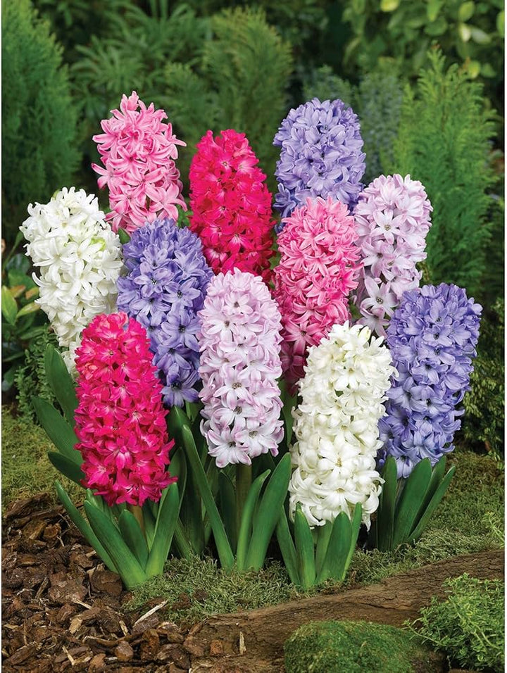 Hyacinth Flower Seeds for Planting – Cut Flower Favorite, Heirloom Non-GMO Organic Garden Seeds